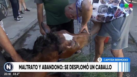 Maltrato animal: Un caballo se desplomó en plena calle