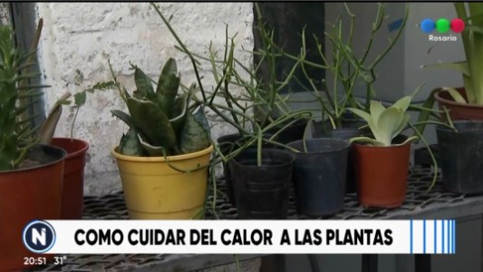 Cómo lograr que tus plantas sobrevivan a la ola de calor
