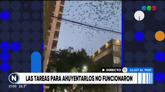 Jujuy al 1900: Siguen los reclamos por los estorninos