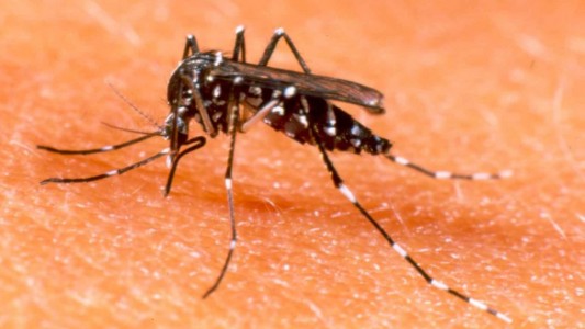 Dengue: ya hay tres fallecidos en Rosario