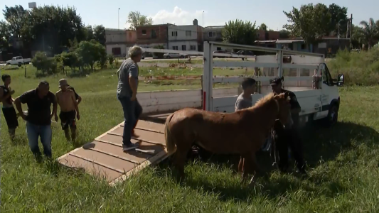 Un auto atropelló a una yegua y será sacrificada