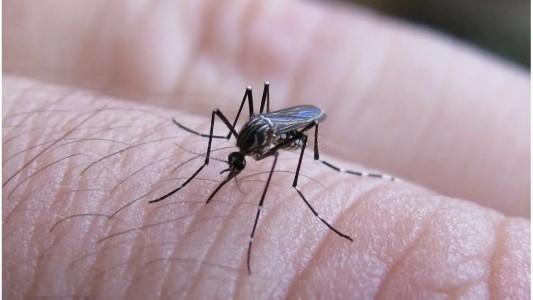 Dengue: en Rosario hay 9.791 personas con la enfermedad