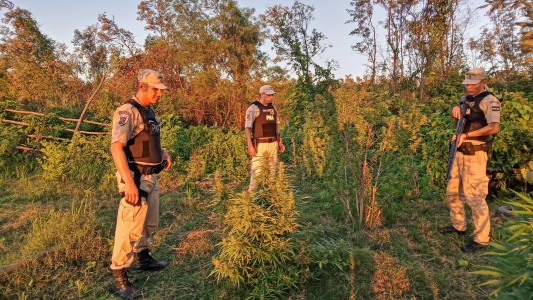 Desmantelaron 28 plantas de marihuana