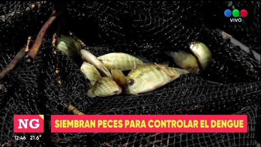 Proponen sembrar peces que comen las larvas del dengue