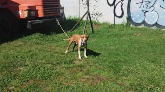 Un pitbull atacó brutalmente a trabajador de un circo en Granadero Baigorria
