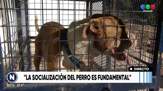 Perros peligrosos: ¿Se pueden adiestrar? La palabra de un especialista