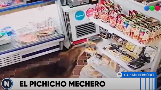 Video: Un perro se robó una pastafrola de un almacén