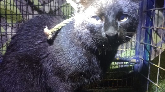 Rescataron un puma en Arroyo Seco