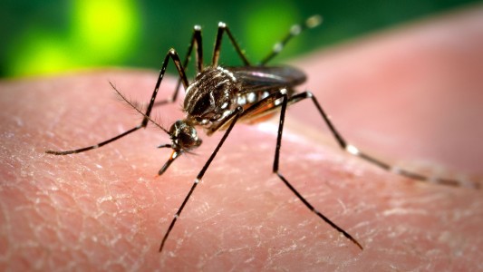 Descendieron un 50 % los contagios de dengue en Rosario