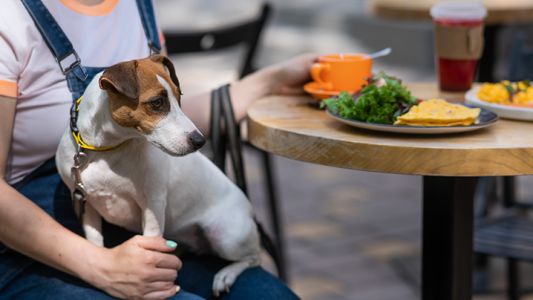 Se discute en el Concejo la creación del "Programa Rosario Pet Friendly" para bares y hoteles