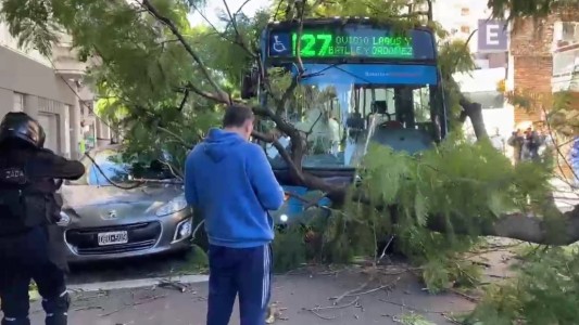 Un árbol cayó sobre un colectivo: una pasajera herida