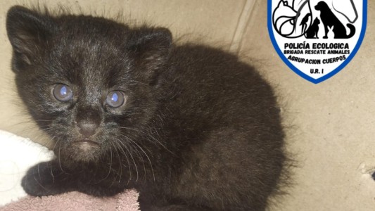 Rescataron un gato montés en Coronda y fue trasladado a la Granja La Esmeralda