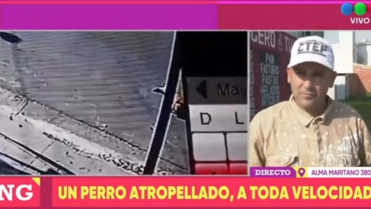 Impactante choque a un perro en Alma Maritano 3800: Vecinos Exigen Soluciones