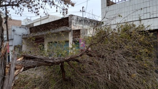 Ocho árboles caídos y demoras en el tránsito en Rosario