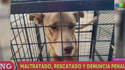 Maltratado, rescatado y con denuncia penal