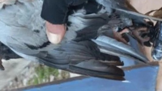 Nuevo incidente con palomas mensajeras en la cárcel de Coronda: intentaron ingresar un celular