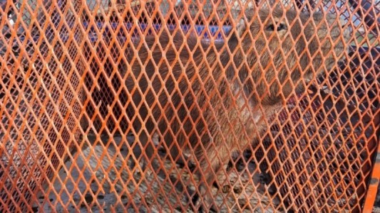 Rescataron a un carpincho en Granadero Baigorria