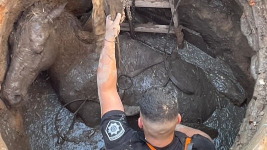 Rescataron a un caballo que cayó en un pozo en la zona norte