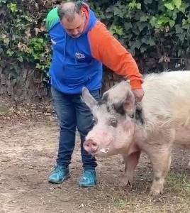 El chancho Ramón ya está de vuelta en su hogar