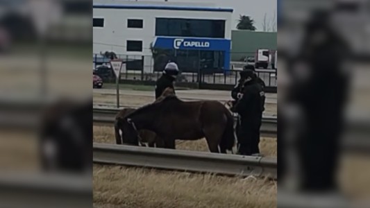 Peligro: caballos sueltos galoparon en Av. Circunvalación