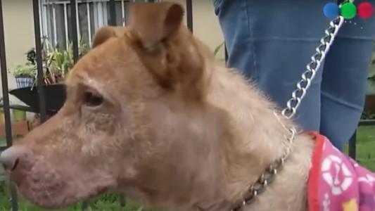 Angelito necesita un hogar: cómo hacer para adoptarlo