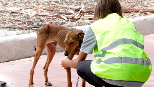 Maltrato animal: en lo que va del año el municipio rescató más de 100 animales