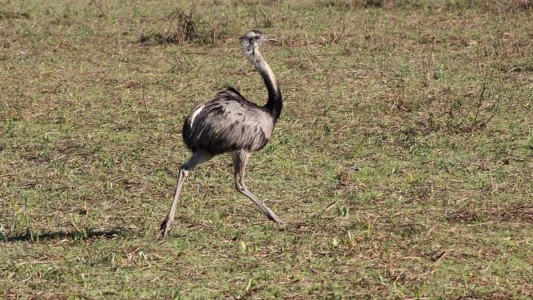 Encontraron un ñandú muerto en zona oeste: investigan si fue atropellado
