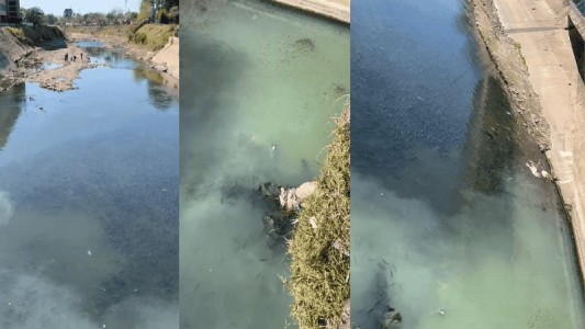 Preocupa la cantidad de cardúmenes de sabalitos en el arroyo Ludueña por la sequía