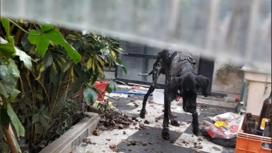 Rescataron a un perro abandonado en extrema desnutrición barrio Echesortu: investigan la responsabilidad del dueño