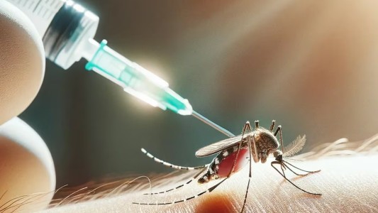 Vacuna contra el dengue: la campaña pública ha activado la venta particular