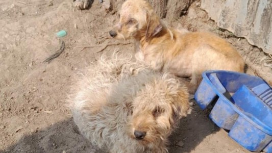 Maltrato animal: rescataron ocho perros y dos gatos en estado de desnutrición en zona oeste