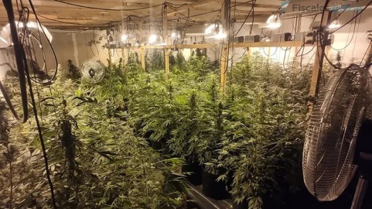 Rosario: condenaron a cuatro hombres por un cultivo de 269 plantas de marihuana