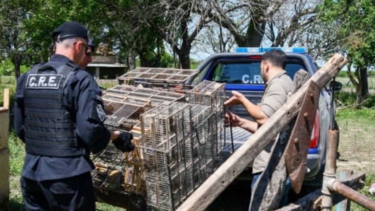 Villa Ocampo: rescataron y liberaron a más de 300 aves que estaban encerradas en una casa abandonada