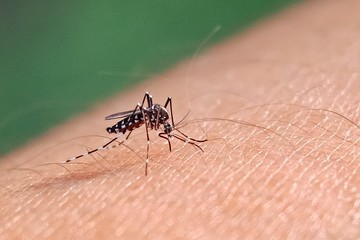 Detectaron el primer caso de dengue y recomiendan intensificar medidas de prevención