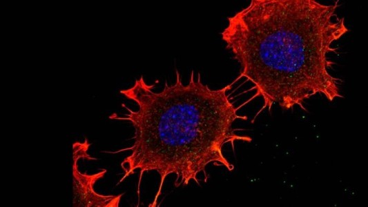 Avanza la investigación contra el cáncer de colon