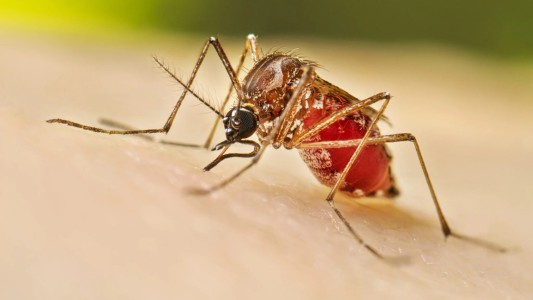 Confirmaron dos casos autóctonos de dengue en Rosario