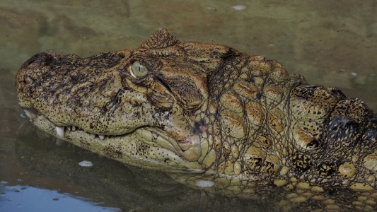 Rescataron a un yacaré herido de un club náutico en Rosario