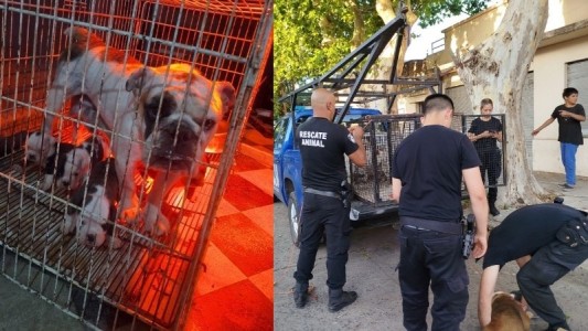 Investigan maltrato animal en una vivienda tras un allanamiento donde rescataron 19 perros "hacinados"