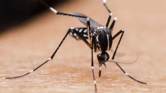 Dengue en Rosario: la temporada comenzó con una cifra mucho más baja que el año pasado