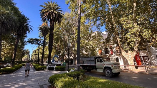 Retirarán árboles secos y en riesgo de caída en el centro