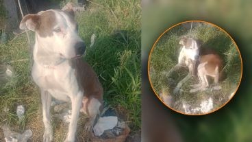 Recolectores rescataron a un perro atado a una colectora