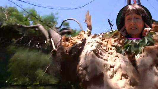 El día después del temporal: La casa atravesada por la rama de un Jacarandá