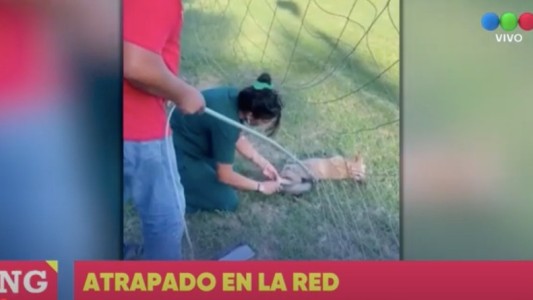 Rescataron a un zorro atrapado en la red de una cancha de fútbol