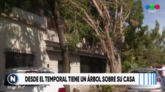 Árbol caído causa estragos en propiedad