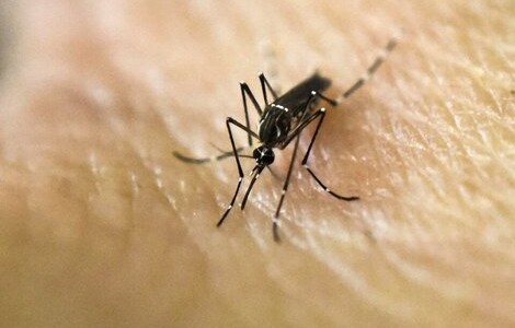 Alerta por la proliferación de mosquitos y aumento de casos de dengue