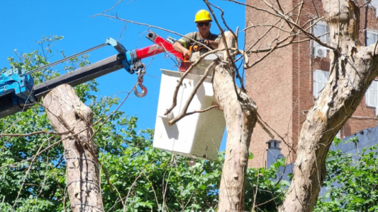 Operativos de remoción de árboles secos