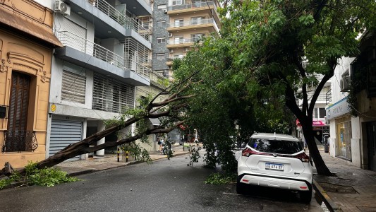 Un árbol de gran porte cayó y quedó suspendido por los cables en las calles Balcarce y Urquiza