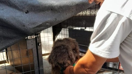 Rescatan a un caniche abandonado durante diez días en una casa de barrio Abasto