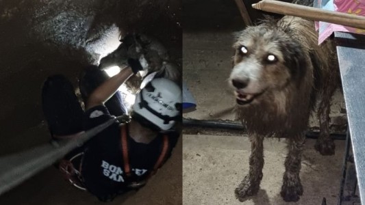 Bomberos rescataron a un perro que quedó atrapado en un pozo