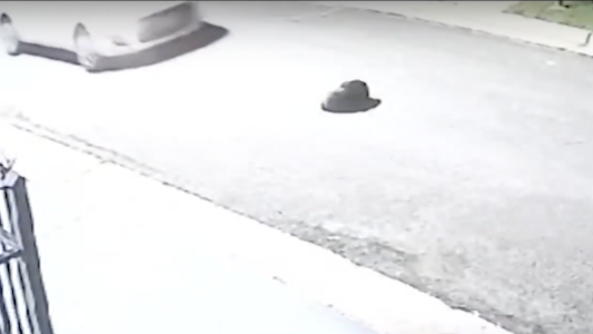 Consternación en Carcarañá por el atropello de Manchita, una perra comunitaria